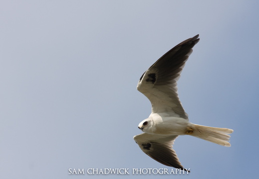 20080423-20080423- MG 3896