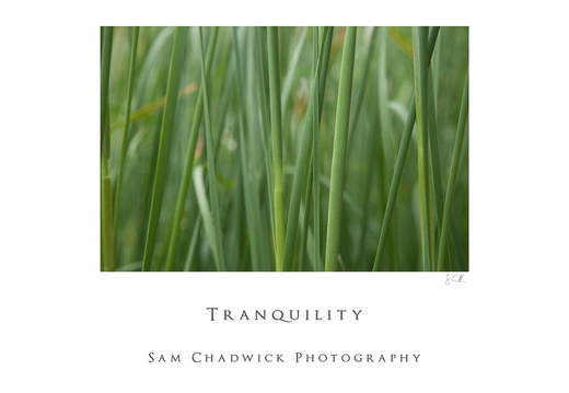 20100710- MG 9314-poster