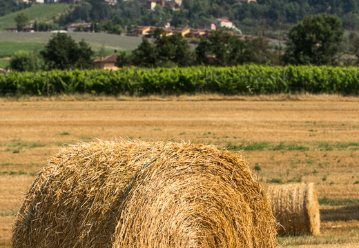 Hay at Sunset