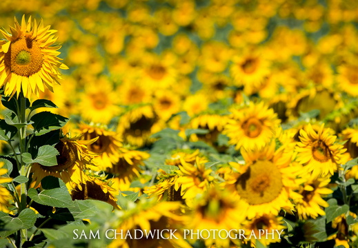 20130801- MG 2177
