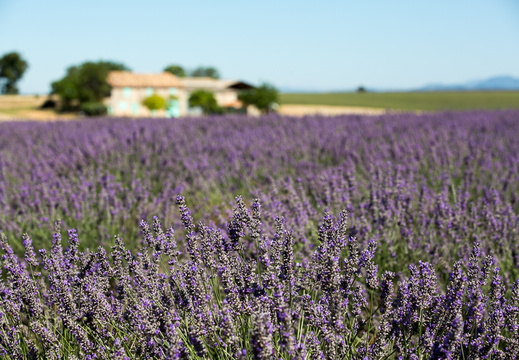Lavender Fields